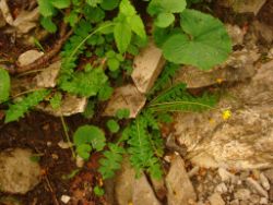 2013-06-22_Hirschhoerndl_Jochberg (086).JPG